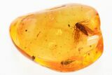 Detailed Fossil Moth (Lepidoptera) in Baltic Amber #352732-1